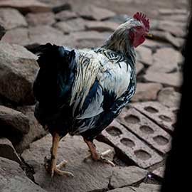 hen